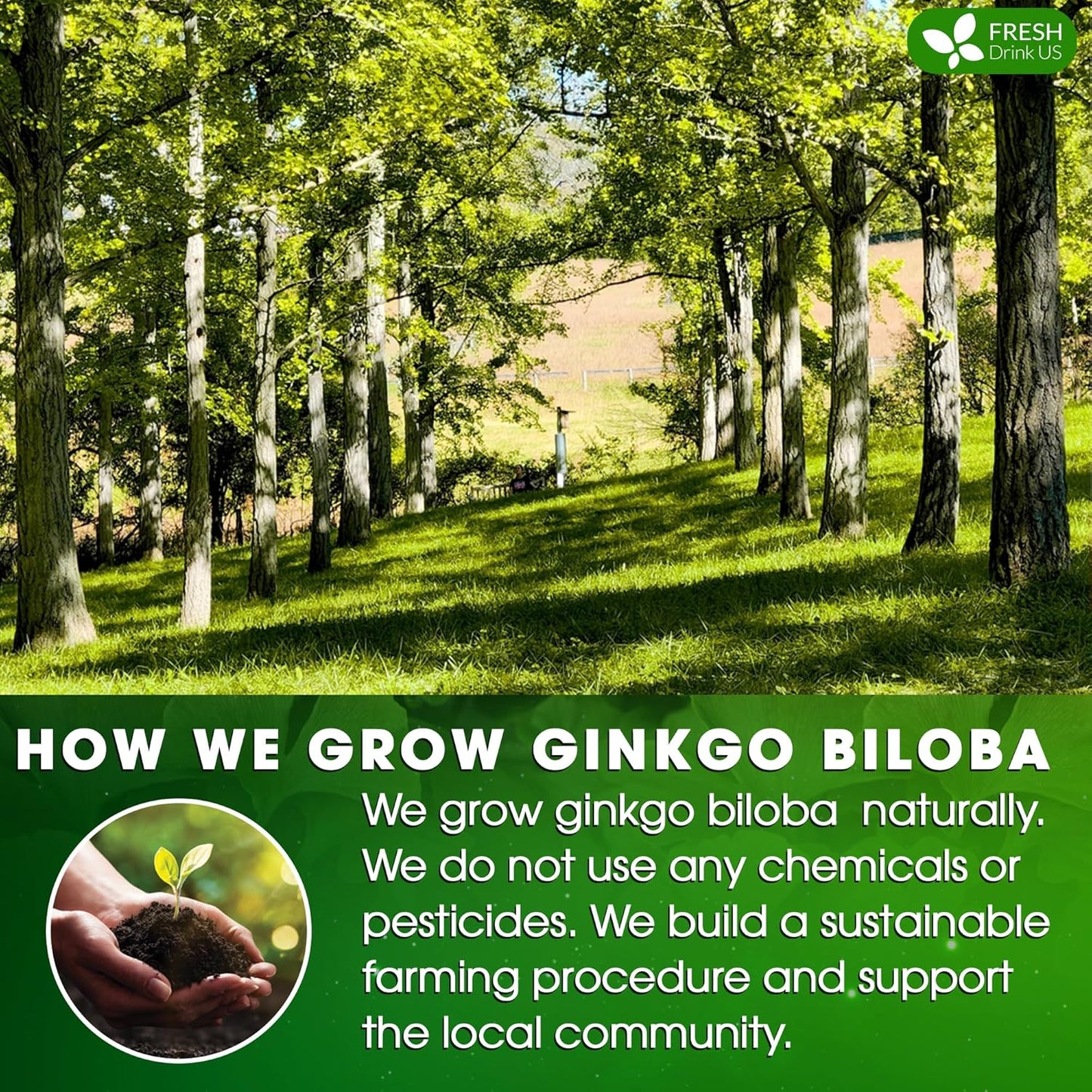 FreshDrinkUS, Premium 30 Ginkgo Biloba Leaf Tea Bags, 100% Natural & Pure from Ginkgo Biloba Leaves. Loose Leaf Herbal Tea. Made with Eco-Conscious Tea Bags. No Sugar, No Caffeine, No Gluten, Vegan.