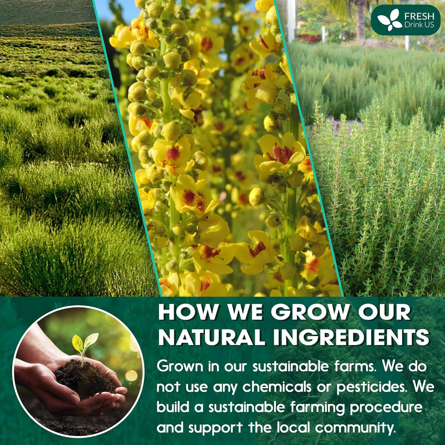 FreshDrinkUS, StrongerLungs 75 Tea Bags - Mullein Leaf, Ginseng, Elderberry, Ginger & Thyme - Supports Lung Cleanse, Congestion Relief & Mucus Detox - Caffeine-Free & All-Natural