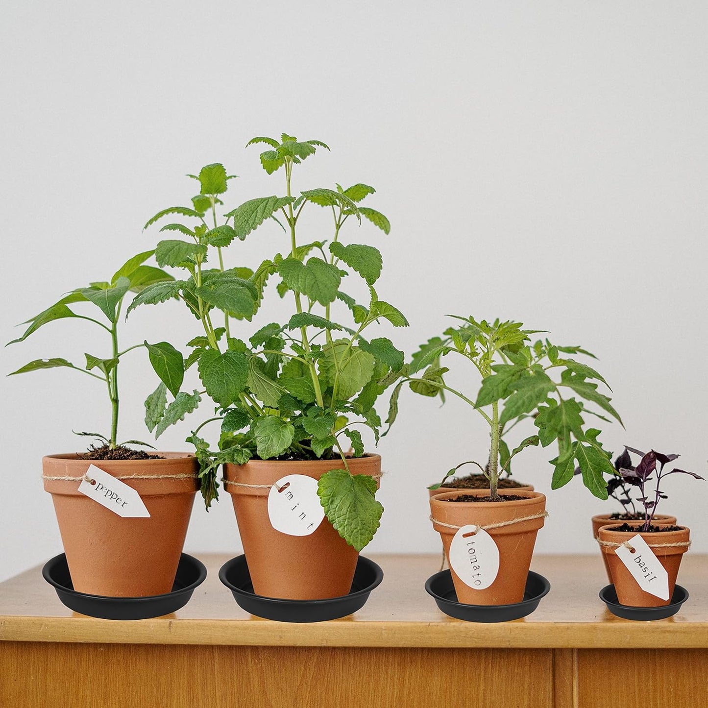 6 Pack of 8 inch Plant Saucer, Heavy Duty Plastic Plant Water Tray, Pebble Tray, Flower Saucers for Indoors, Pot Saucers, Bird Bath Bowls, Plant Dishes for Planter 7"/8" (8", Black)