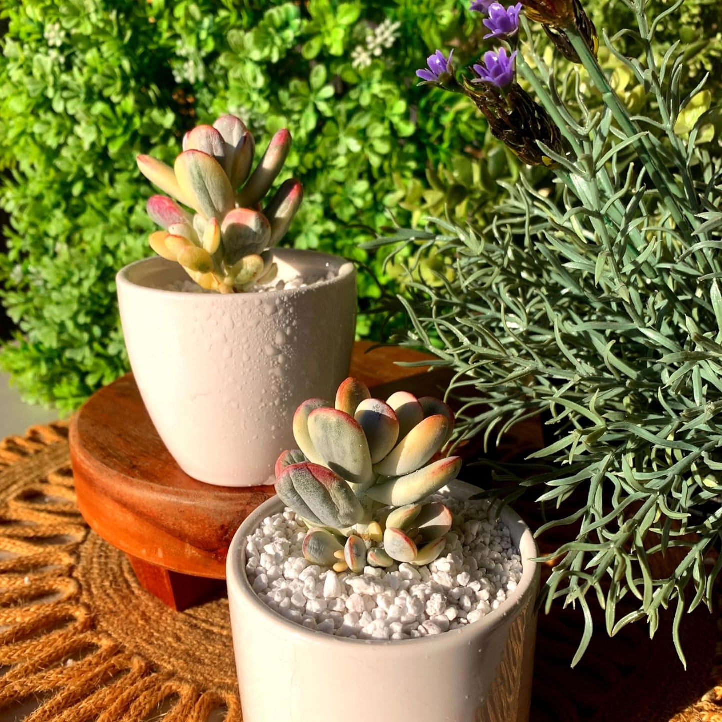 FWPP Live Succulents Plants Cotyledon Orbiculata cv. Variegated 2.5 inches,Rare Succulents Bare Root Without Pot Soil, Live Plants Indoor Office Decoration Wedding and Gift