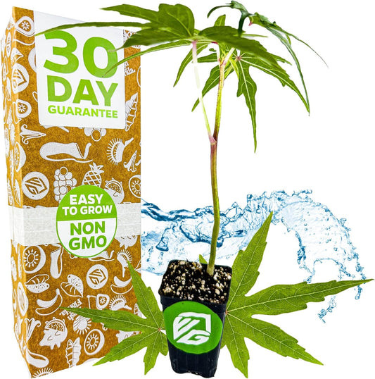 Chief Kubo's Prize South Sea Salad Tree (BeLe Tree) - Abelmoschus Manihot - Wellspring Gardens Starter Plant - Vegetable Plant Live - Ideal for Indoor & Outdoor Growing for Garden