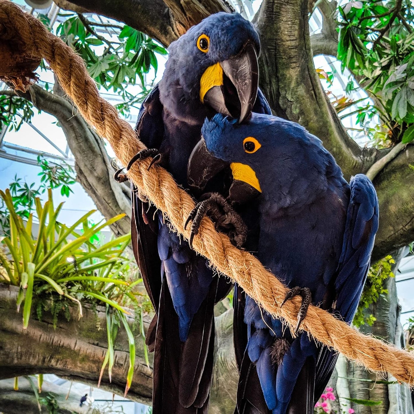 Jute Rope 1 Inch x 20 Ft, IMROPE Natural Jute Rope Twisted 4 Strands for DIY Arts Crafts, Garden, Home Decorating, Hammock