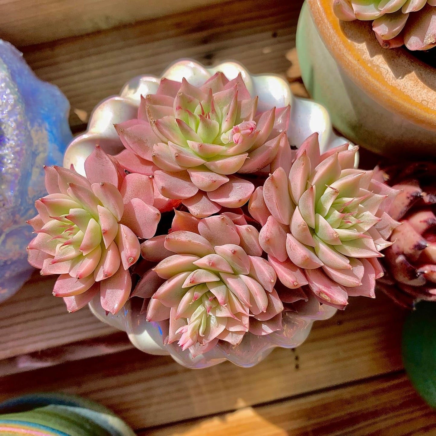 FWPP Succulents Live Echeveria Margaret,Pink Multi Headed Clustered Rare Plants,Bare Root Without Pot Soil,Indoor Live Succulent Plants are Suitable as Gifts and Decorations