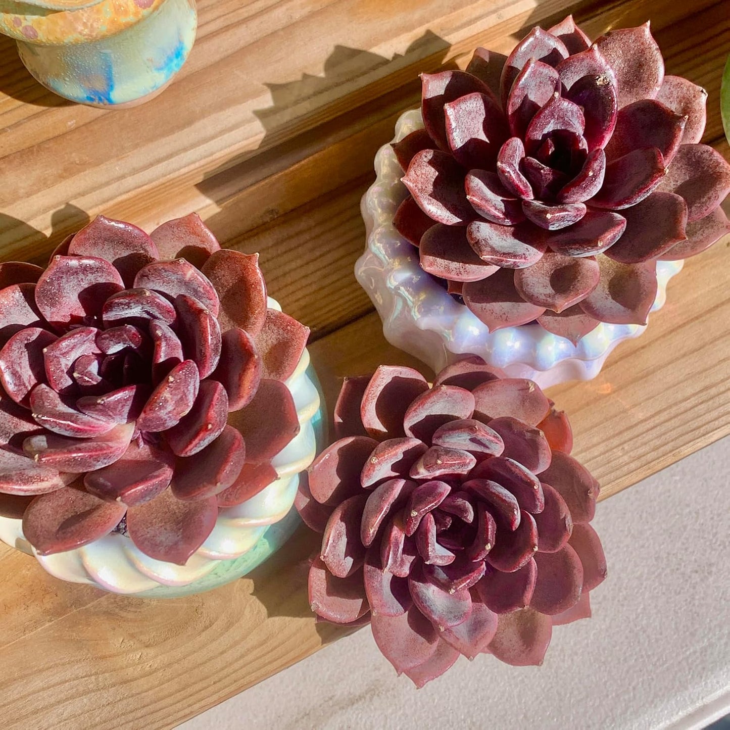 FWPP Live Succulents Plants Echeveria Black Mamba 3 inches,Rare Black Red Succulents Bare Root Without Pot Soil, Live Plants Indoor Office Decoration Wedding and Gift