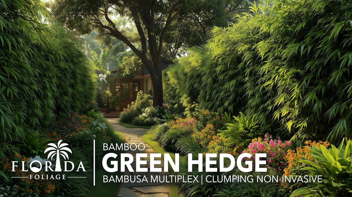 Green Hedge Bamboo | 3 Large Gallon Size Plants | Bambusa multiplex | Fast Growing Privacy Screen | Clumping Bamboo for Landscapes Gardens Walkways Accent Foundation Beds Decorative Garden