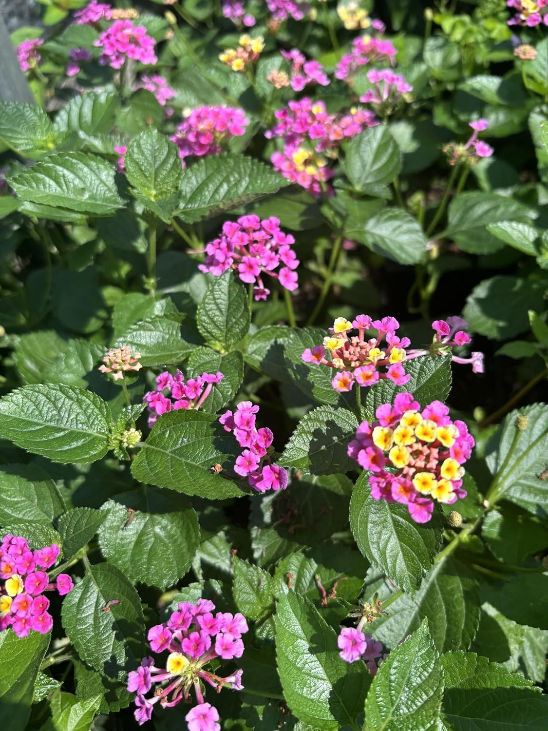 Lantana Camara Flowers - Two Mixed (2) Live Plants - Plants, not Seeds - Attracts Hummingbirds & Butterflies - Each in 4 inch Pots