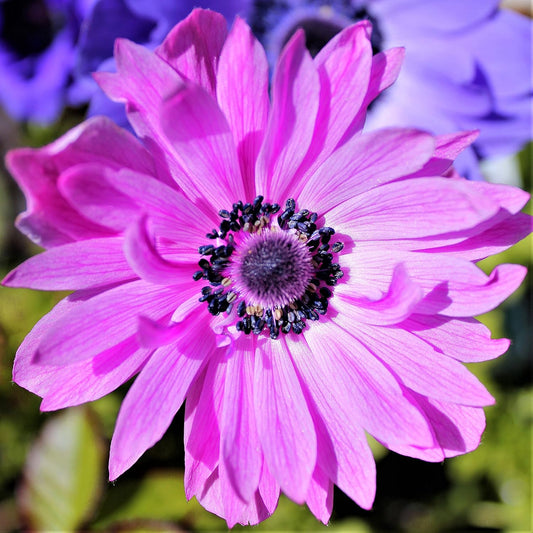 Easy to Grow Anemone The Admiral 20 Plant Bulbs - Double Pink Flowers in Spring Outdoor, Full Sun