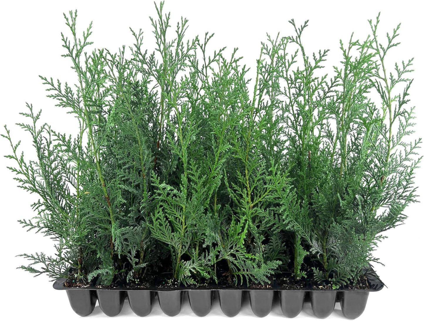 Leyland Cypress | 10 Live Plants | Cupressocyparis leylandii | Fast Growing Privacy Trees, Evergreen Landscape Plants, Drought Tolerant, Low Maintenance, Windbreak, Hardy