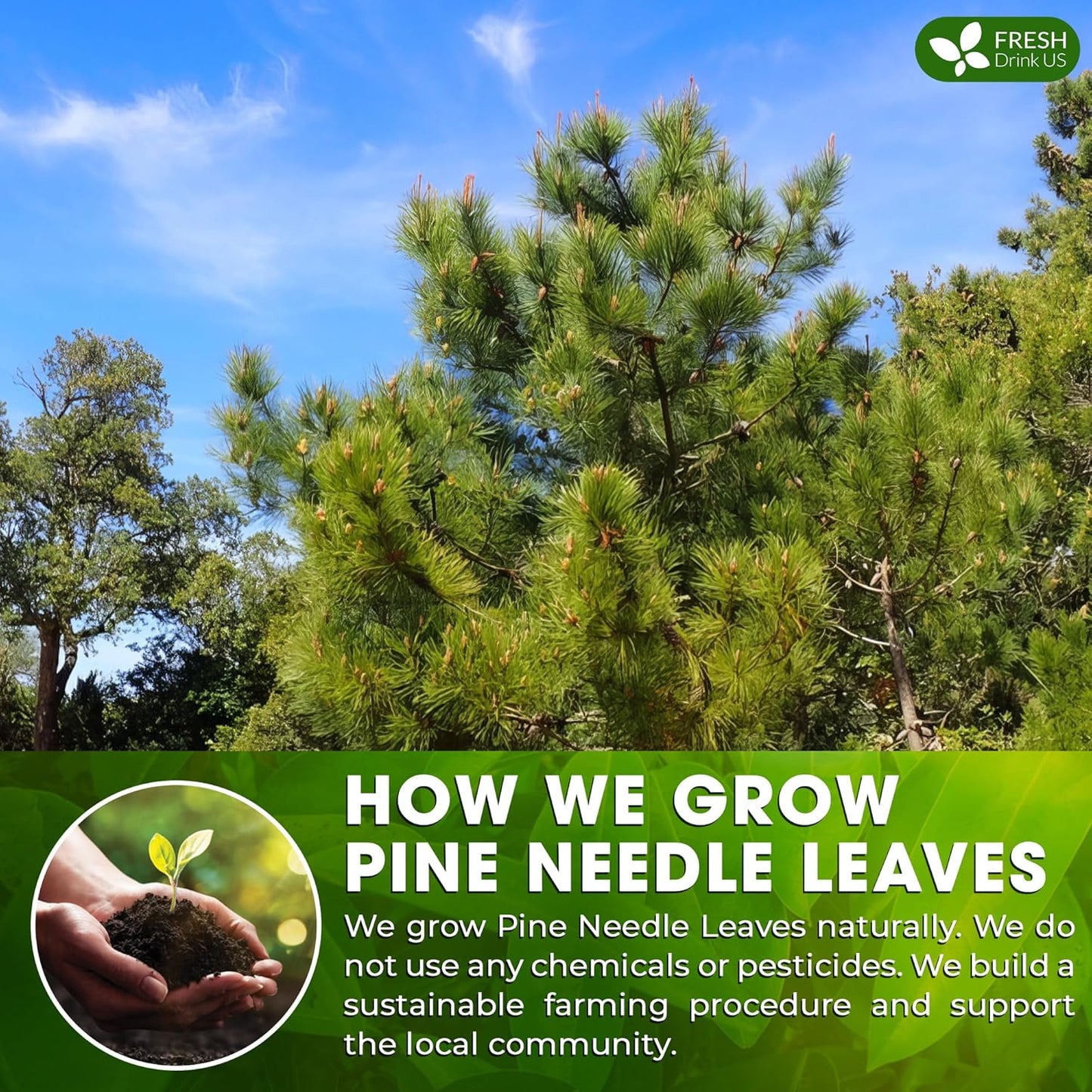 FreshDrinkUS, Pine Needle Tea Bags – 135 Tea Bags, Naturally Caffeine-Free, Refreshing Herbal Tea, Wild-Harvested Pine Leaves, Aromatic and Soothing – Non-GMO & Eco-Friendly Packaging