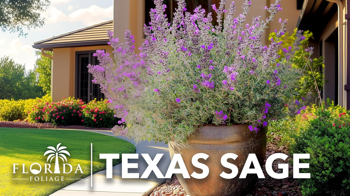 Texas Sage | 40 Live Plants | Leucophyllum frutescens | Drought-Tolerant Shrub for Landscaping | Hardy Evergreen with Silver Foliage and Purple Blooms