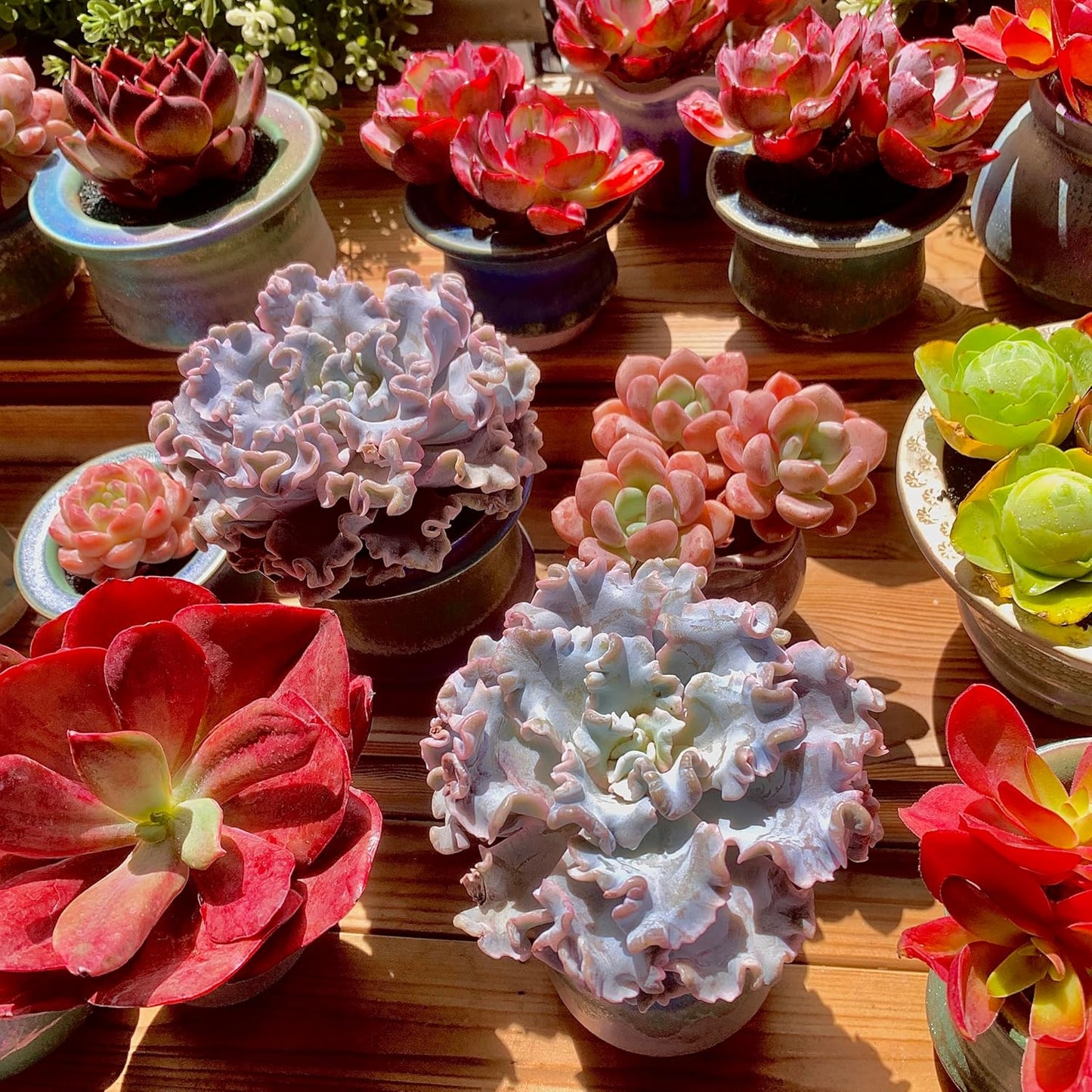 FWPP Echeveria 'Crispate Beauty' Live Succulent 3.5 Inch Potted Plant, Easy Care Indoor Houseplant, Real Succulent Gift for Home or Office Decor