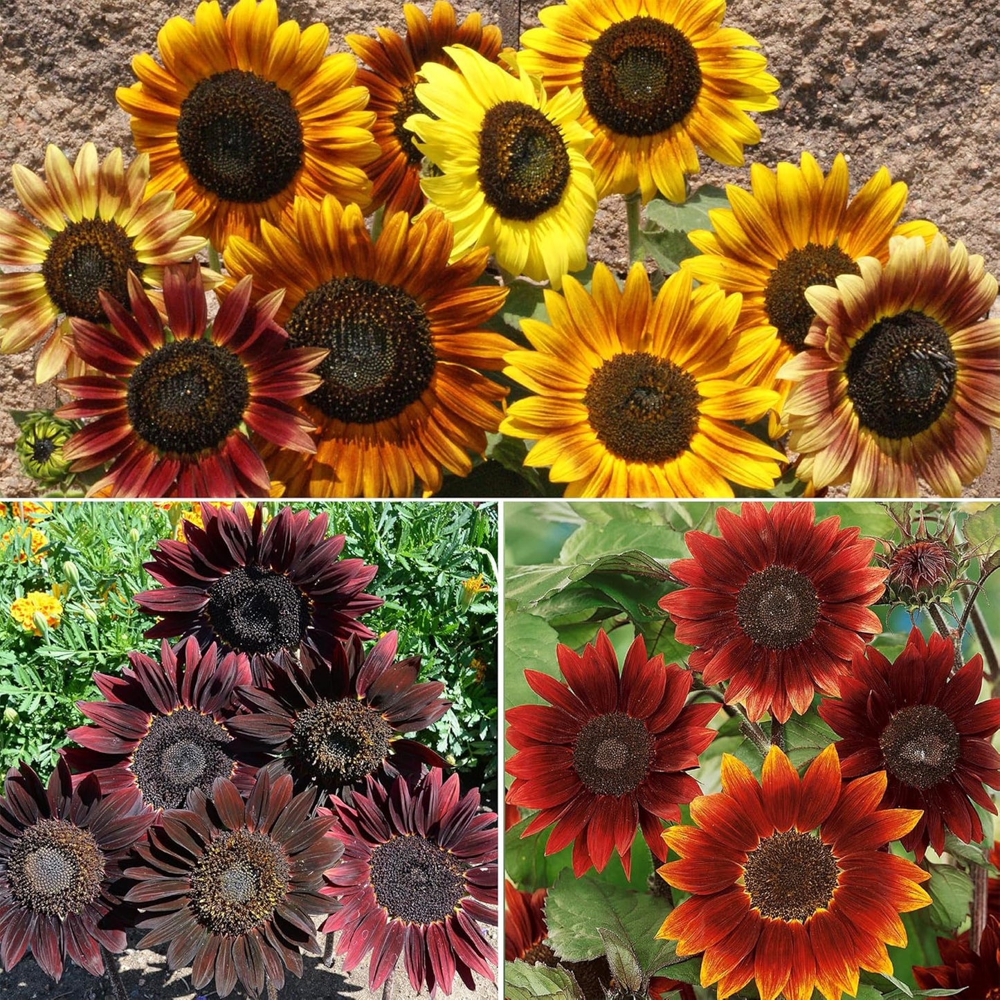 Ferry-Morse Red Shades Mix Bulk Sunflower Seeds, 1lb