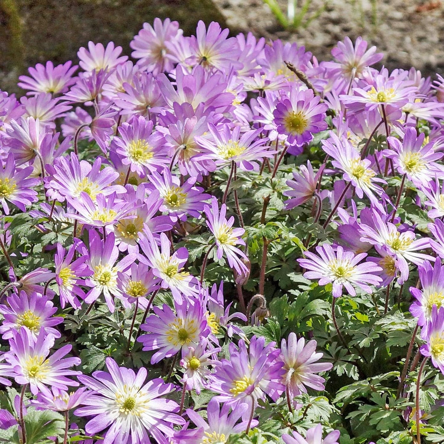 Easy to Grow Anemone Blanda Pink Shades 20 Plant Bulbs - Pink Flowers in Spring Outdoor, Full Sun