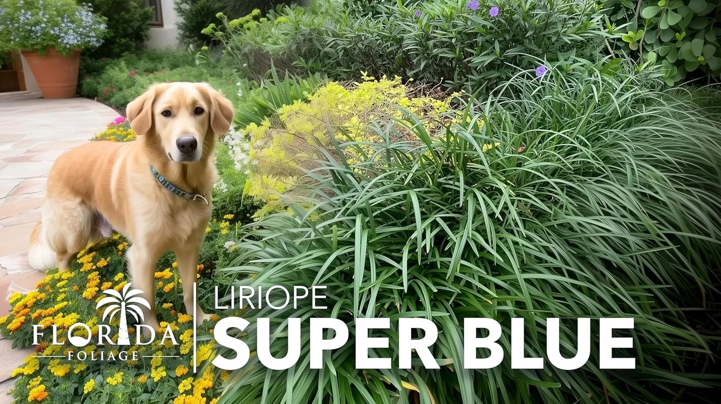 Super Blue | 5 Live Plants | Liriope Muscari | Ground Cover Plant, Ornamental Grass, Drought Tolerant, Low Maintenance, Evergreen Foliage, Purple Flower Spikes, Shade Garden Favorite, Easy to Grow