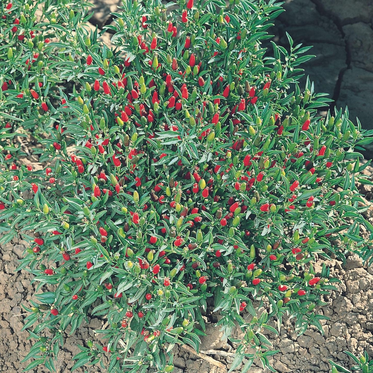 Thai Ornamental Hot Pepper 4 Oz ~48,800 Seeds – Non-GMO, Heirloom, Open-Pollinated – 50K–100K SHU – Compact, Upright Plants – Edible & Decorative – Heat-Tolerant