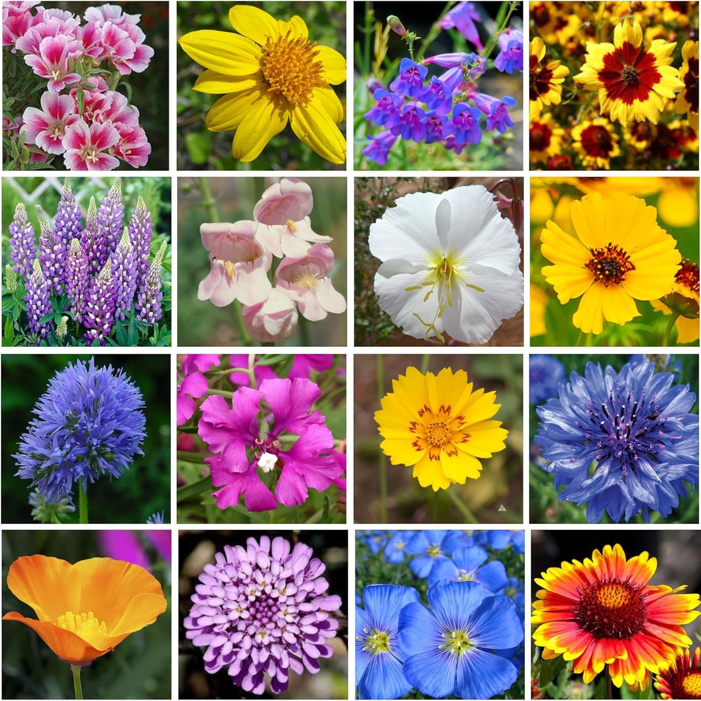 GevaGrow - Western Wildflower Seeds Regional Mix - Organic, Non-GMO - 100% Pure Seed - 18 Different Wildflowers Seeds of Annual and Perennial, 1LB Tub