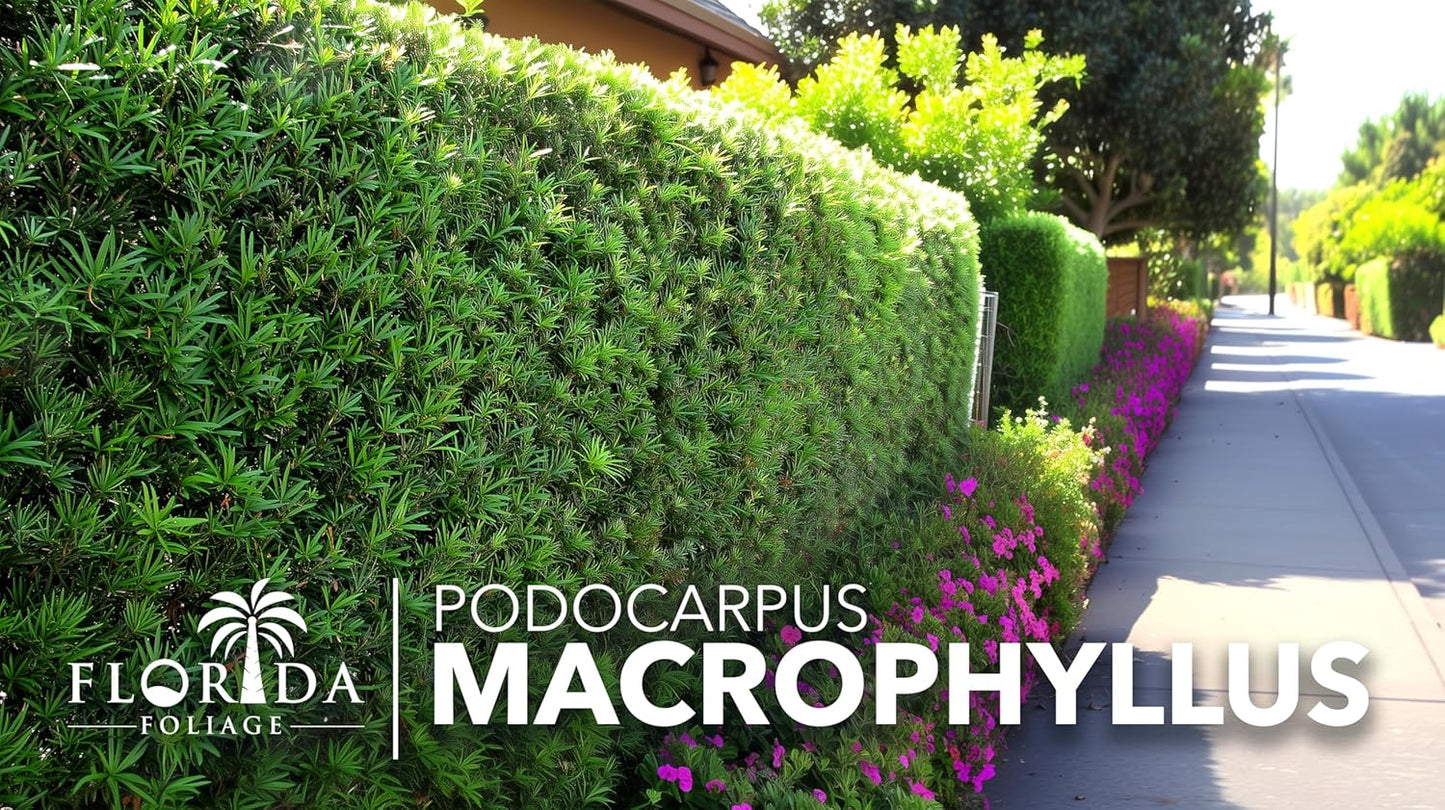 Podocarpus Macrophyllus Japanese Yew | 3 Live Plants | Podocarpus macrophyllus | Privacy Hedge Shrub | Evergreen Landscaping Plants for Gardens & Borders