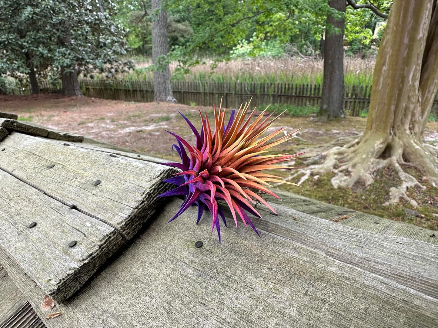 Dyed Tillandsia Ionantha Guatemala Enhanced Colored Colorful Air Plant Live Easy Care Indoor Outdoor Home Decor Gift Airplant by Awesome Industries Live Arrival Guaranteed (Sunset)