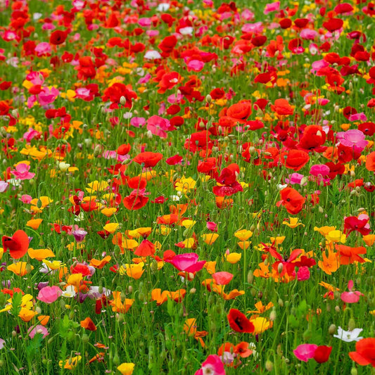 Eden Brothers Poppy Power Flower Mixed Seeds for Planting, 10 lb, 4,800,000+ Seeds with Red Corn, Iceland, California Poppy, Attracts Pollinators, Plant in Spring or Fall, Zone 3, 4, 5, 6, 7, 8, 9, 10