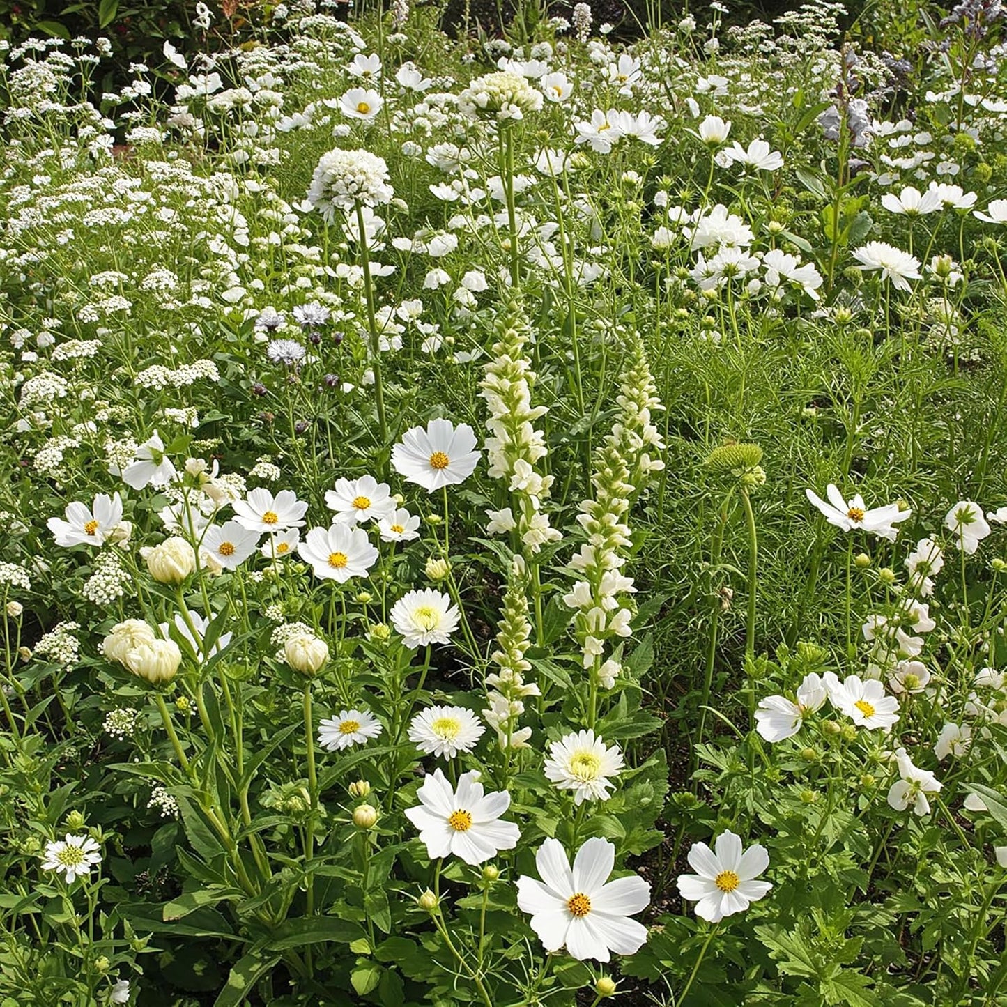Ferry-Morse White Mix Bulk Flower Seeds, 1lb