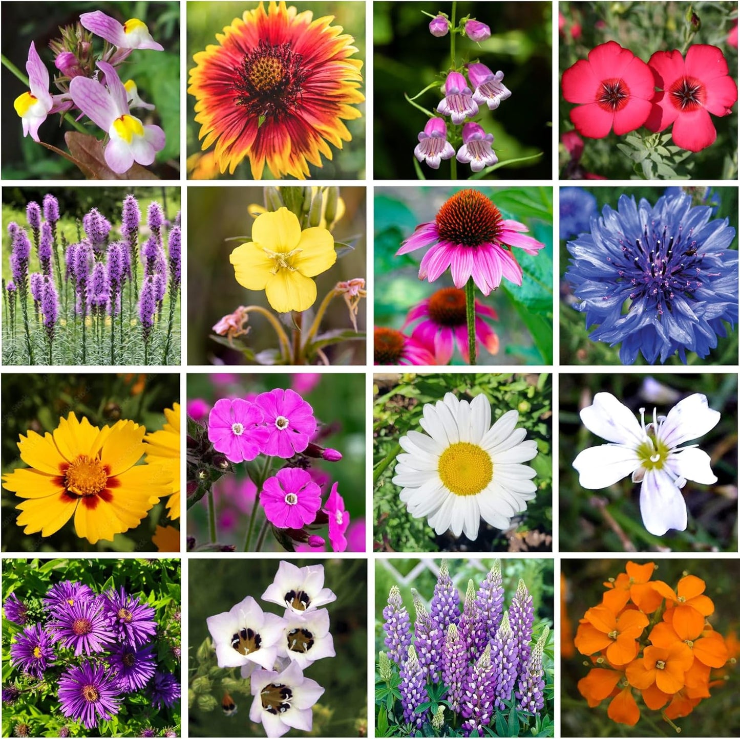 on The Go Regional Wildflower Seed Shaker - Northeast USA Wildflowers - 100% Pure Seed - Organic, Non-GMO - 21 Wildflower Variety Seeds of Annual & Perennial, 2oz