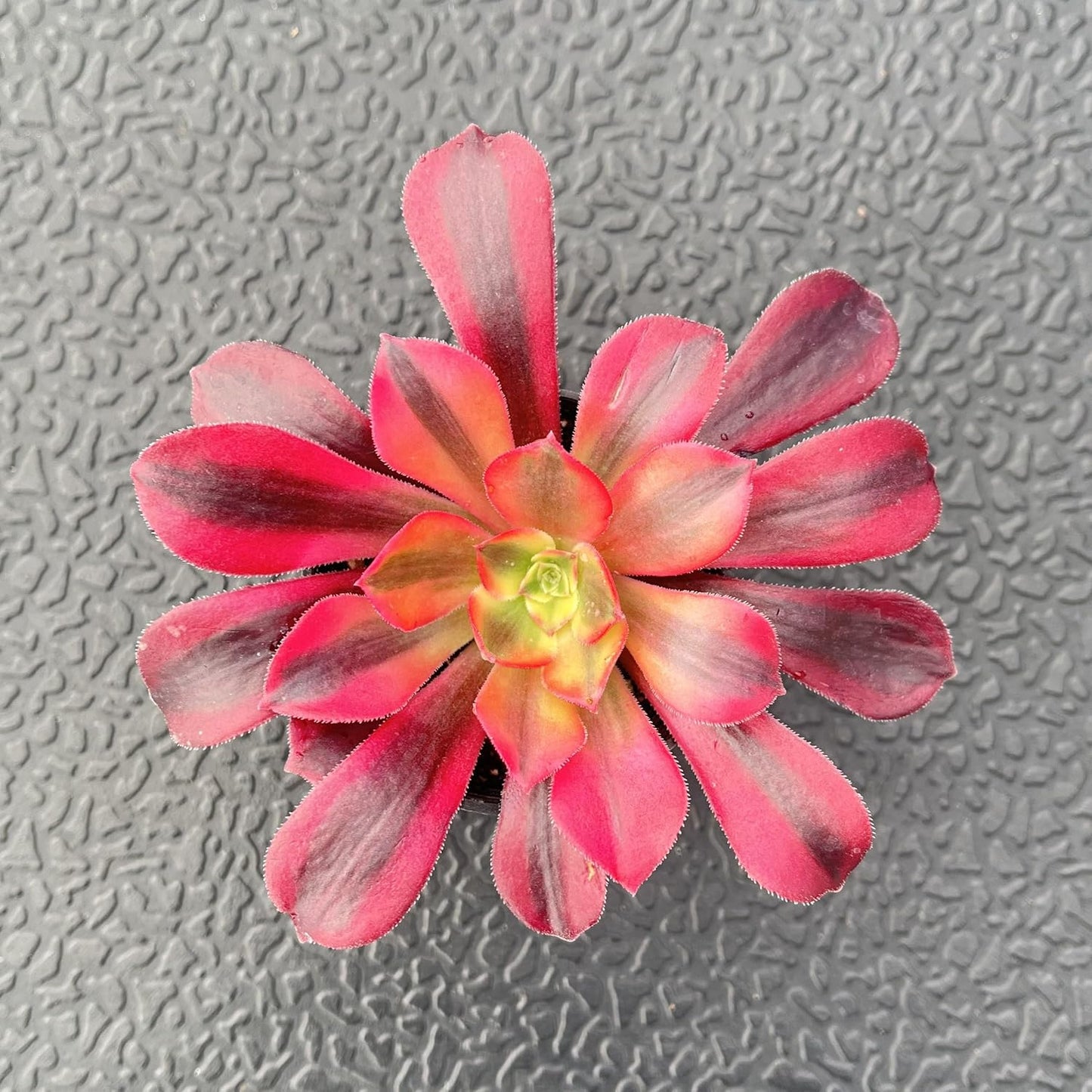 Sprout N Green Aeonium 'Meidusha', Live Rare Succulent Potted 2" Planter, Real House Plant for Party Favors Home Indoor Outdoor Garden Wedding Decoration DIY Projects