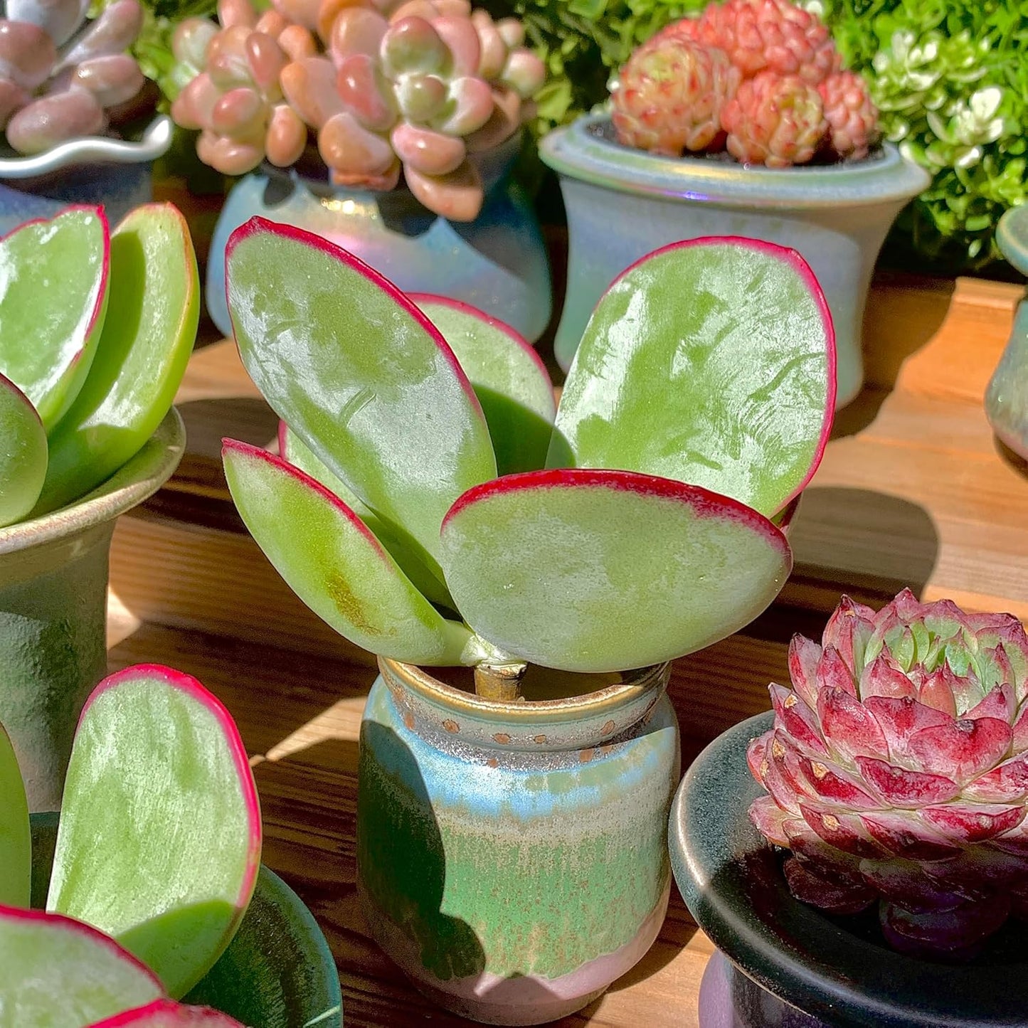 FWPP Live Succulents Plants Echeveria 'White Eyebrow' 3.5 inches,Rare Green Succulents Bare Root Without Pot Soil, Live Plants Indoor Office Decoration Wedding and Gift