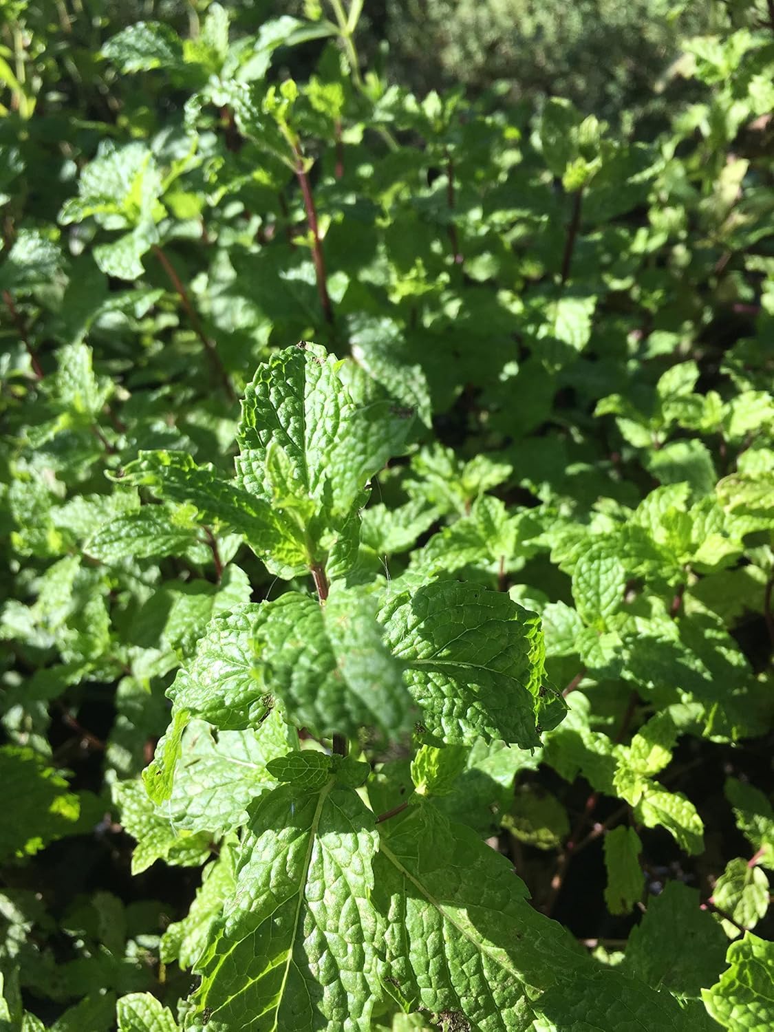 Mojito Mint Live Plant (mentha x villosa)