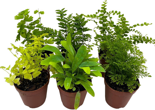 BubbleBlooms Fern Variety Assortment, 6 Different Ferns in 2 inch pots Tiny Mini Pixie Plants