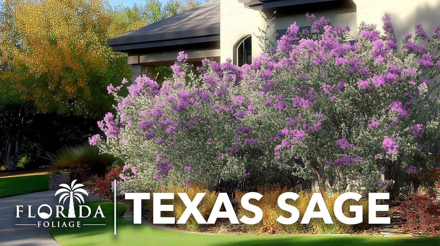 Texas Sage | 3 Live Plants | Leucophyllum frutescens | Drought-Tolerant Shrub for Landscaping | Hardy Evergreen with Silver Foliage and Purple Blooms