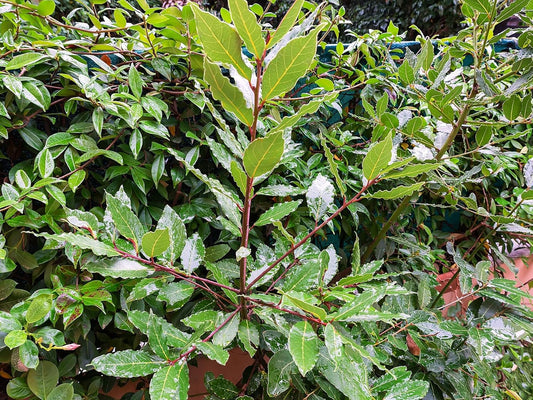 Greenwood Nursery: Live Perennial Plants - Bay Laurel Herb + Laurus Nobilis - [Qty: 10x 2.5 Pot] - (Click for Other Available Plants/Quantities)