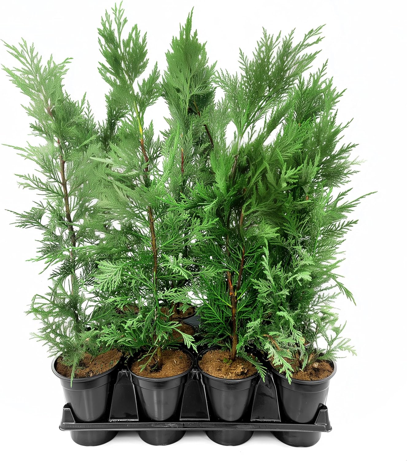 Leyland Cypress | 3 Quart Size Plants | Cupressocyparis leylandii | Fast Growing Privacy Trees, Evergreen Landscape Plants, Drought Tolerant, Low Maintenance, Windbreak, Hardy