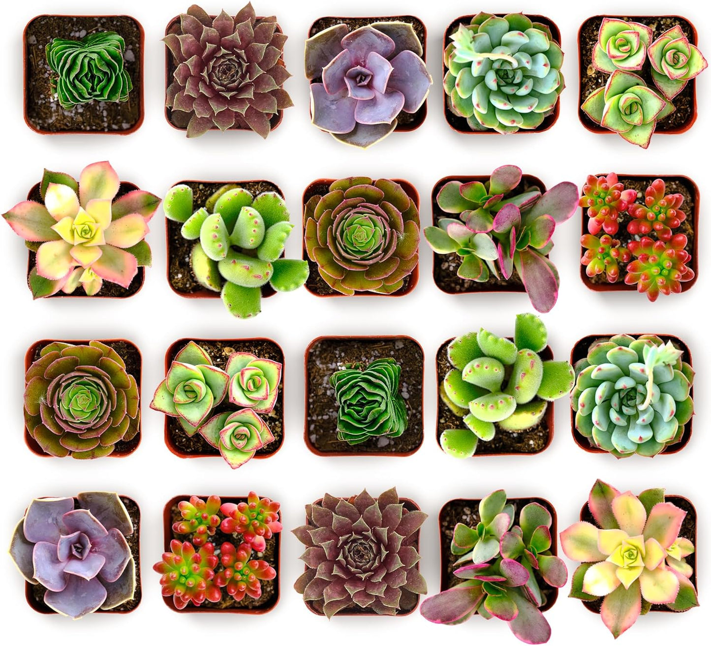 Shop Succulents Colorful Succulent Plant Pack 2" Grow Pot Pack of 100
