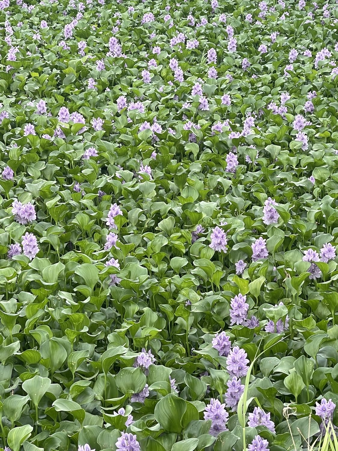 12 Water Hyacinth (Eichornia Crassipes) Floating Water Garden Pond Plants (12 Live Plants)