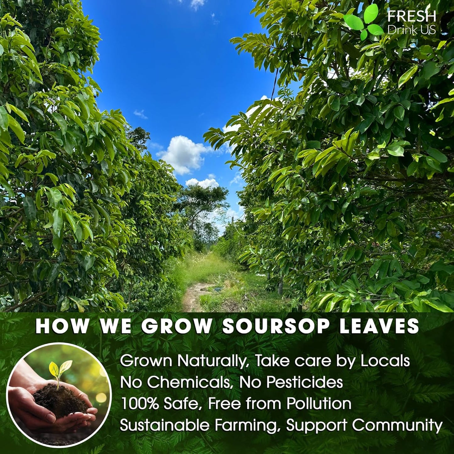 40 Premium Soursop Graviola Leaf Tea Bags, 100% Natural and Pure from Soursop Leaves, Handmade, Made With Natural Materials-Corn Fiber Tea Bag, Sugar/Caffeine/Gluten Free, Hoja Guanabana Tea