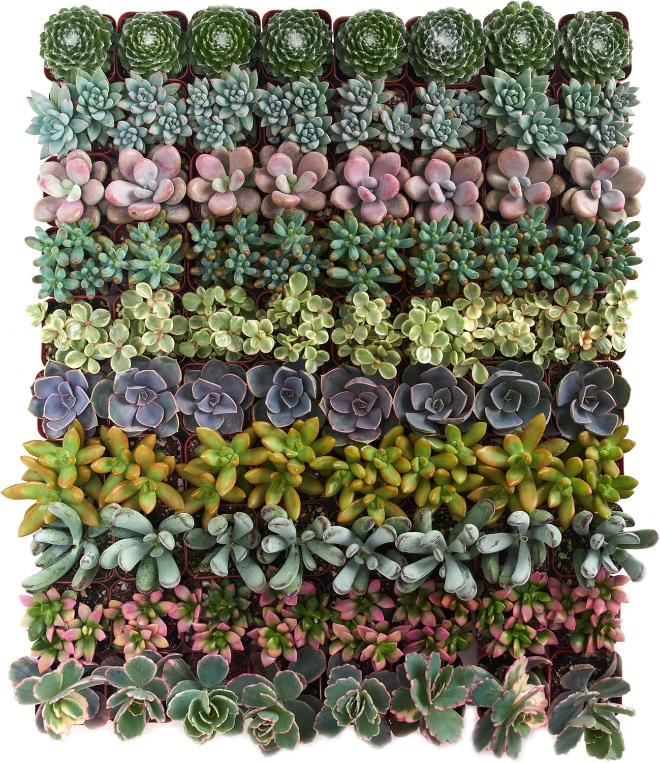 Shop Succulents Assorted Succulent Plant Pack Collection - Live Mini Succulent Plants, Low Maintenance, Mixture of Colors & Textures - Wedding and Party Favors, Gift & Garden, Pack of 64