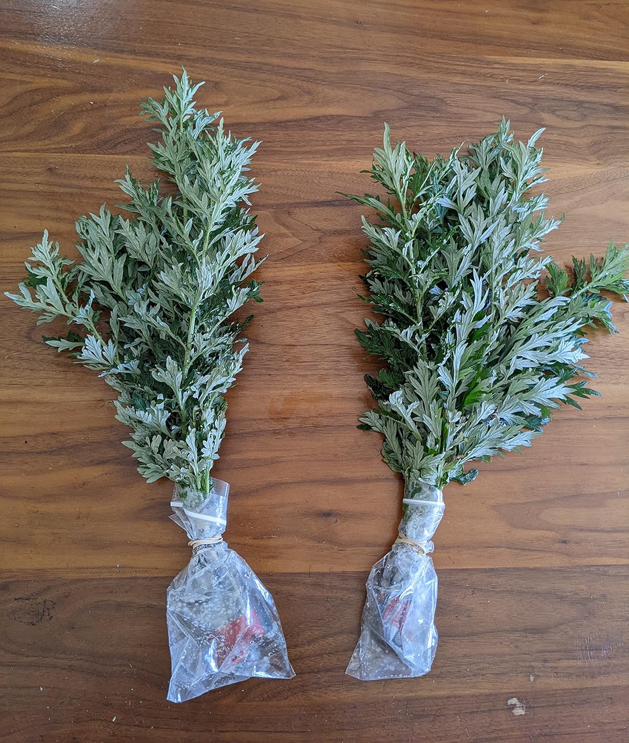 6 Fresh 16" Branches w/Leaves Organic Mugwort Herb Wicca Artemisia Vulgaris 艾草