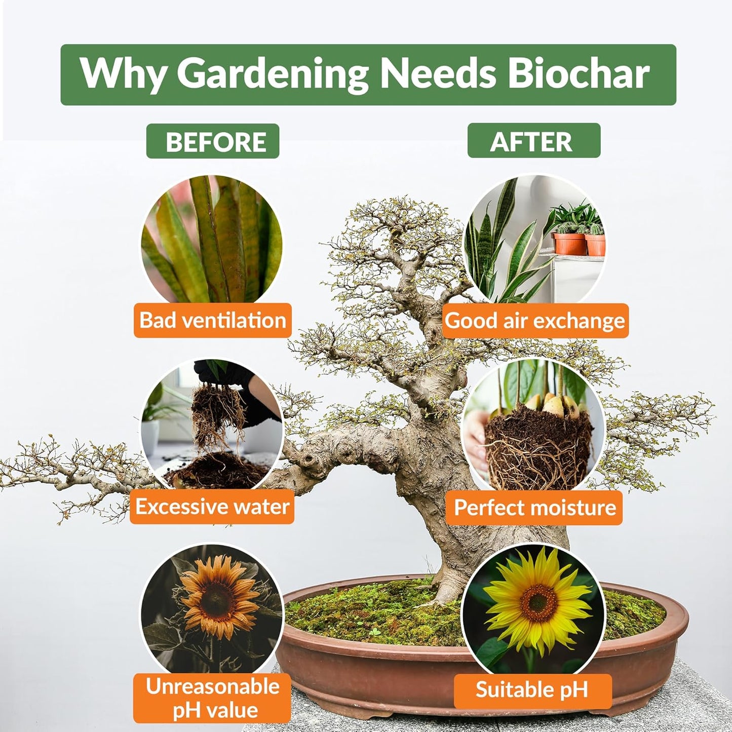 Premium Biochar Soil Enhancer – 100% Organic Charcoal Amendment for Improved Soil Health and Plant Growth (12 Quarts)