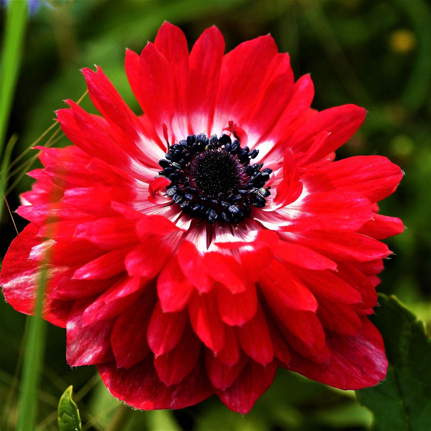 Easy to Grow Anemone The Governor 20 Plant Bulbs - Bright Red Flowers in Spring Outdoor, Full Sun