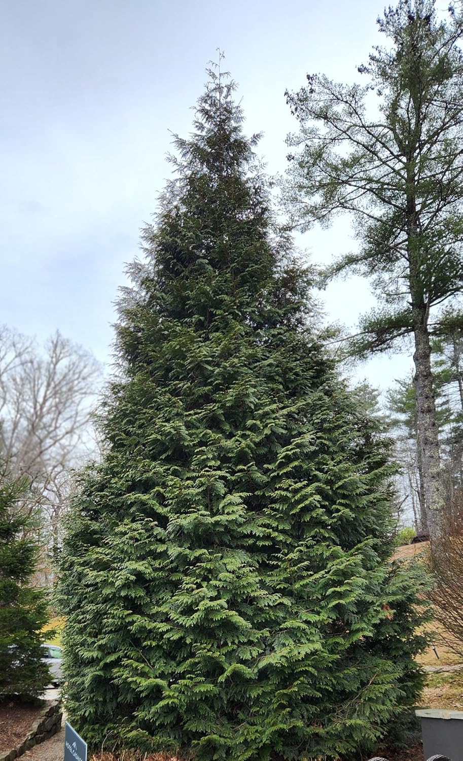 Thuja Green Giant Arborvitae Lot of 10, 3 Inch Pot