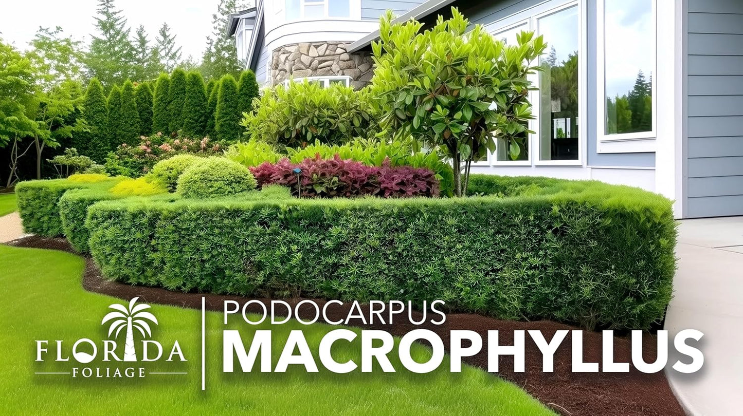 Podocarpus Macrophyllus Japanese Yew | 40 Live Plants | Podocarpus macrophyllus | Privacy Hedge Shrub | Evergreen Landscaping Plants for Gardens & Borders