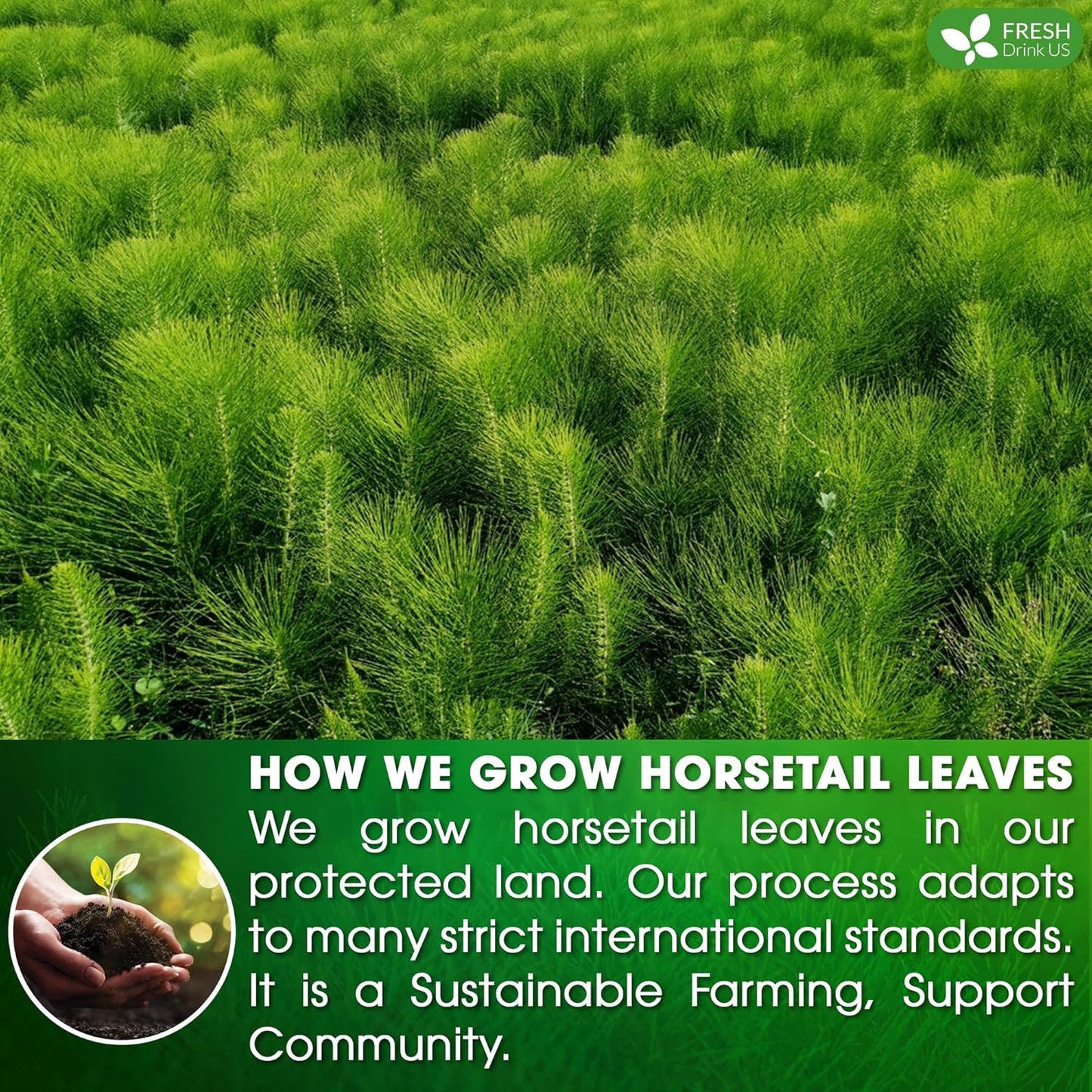 FreshDrinkUS, Premium 30 Horsetail Leaf Tea Bags, 100% Natural & Pure from Horsetail Loose Leaves Herbal Tea. Made with Natural Material Tea Bags. No Sugar, No Caffeine, No Gluten, Vegan.