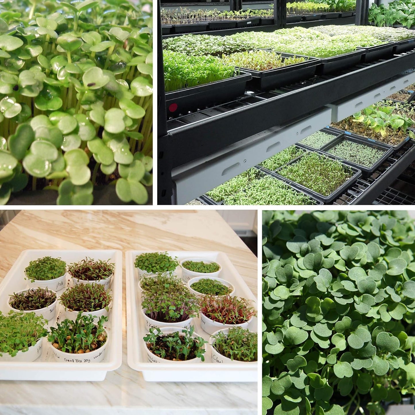 Handy Pantry Black Plastic Garden Tray Inserts - 50 Sheets of 18 Planting Pot Cells Each - 3x6 Configuration - Perforated - Nursery, Greenhouse, Gardening