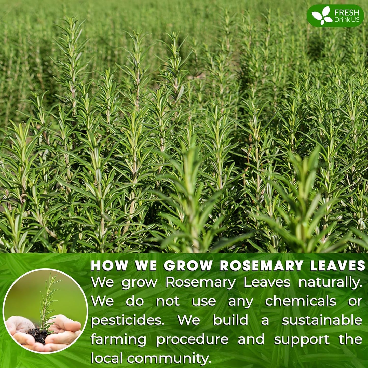 FreshDrinkUS, Premium 40 Rosemary Leaf Tea Bags, 100% Natural and Pure Rosemary Dried Leaves, Pure Rosemary Herbal Tea, No Additives, No Caffeine, No Gluten, Vegan.