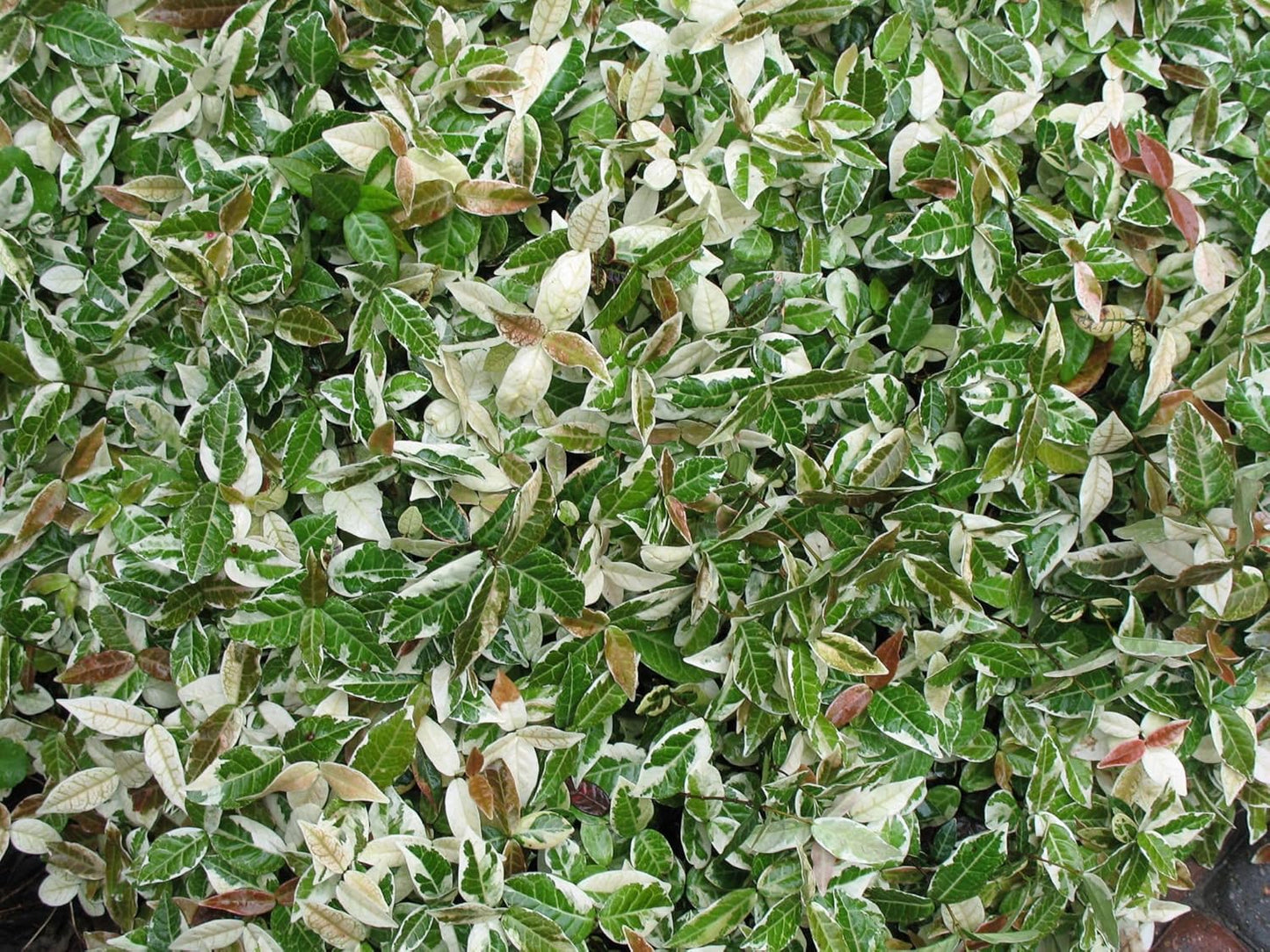 Jasmine Asiatic Variegated Plants | 3 Live 4 Inch Pots | Trachelospermum Asiaticum 'Variegata' | Fragrant Ground Cover | Evergreen Vine