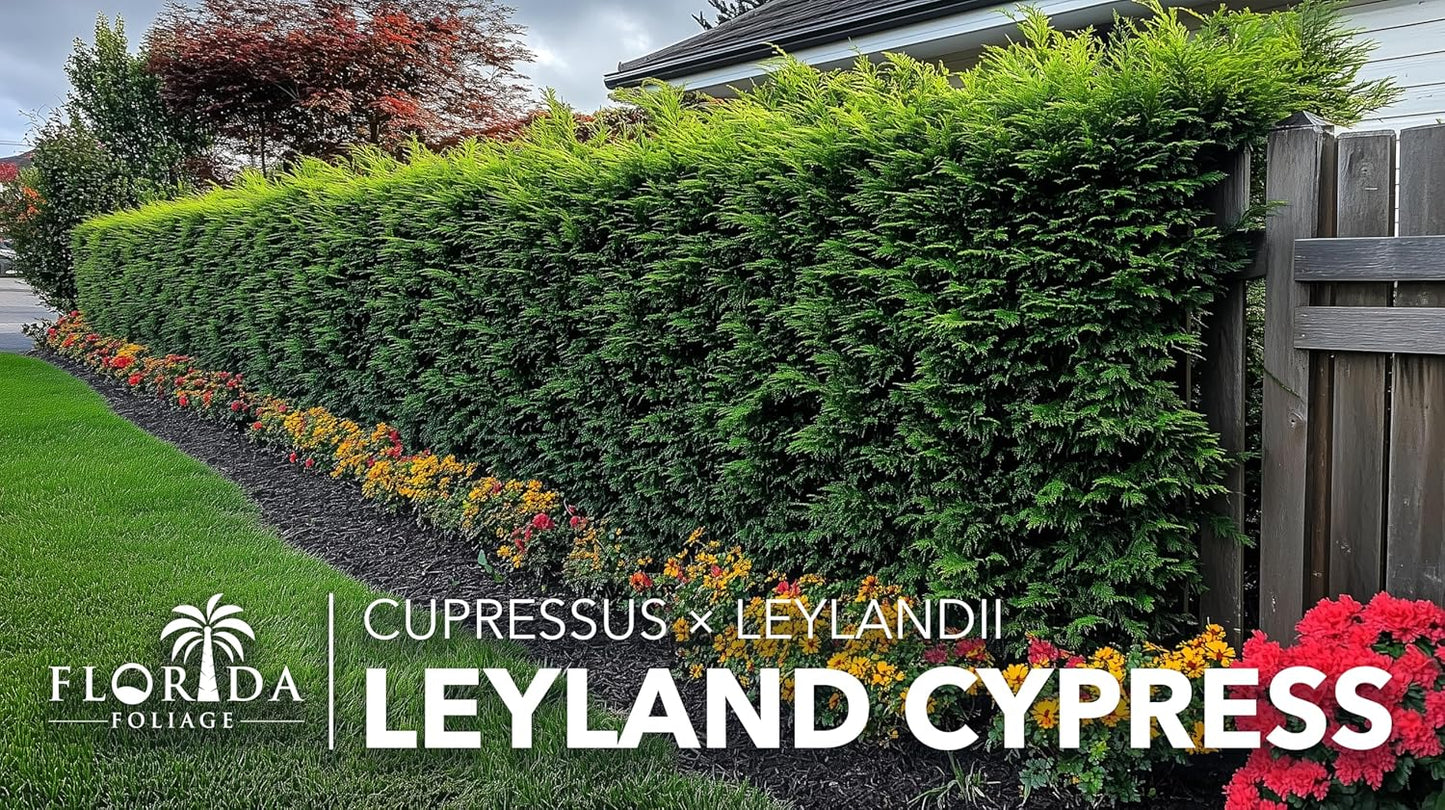 Leyland Cypress |2 Large Gallon Size Plants | Cupressocyparis leylandii | Fast Growing Privacy Trees, Evergreen Landscape Plants, Drought Tolerant, Low Maintenance, Windbreak, Hardy