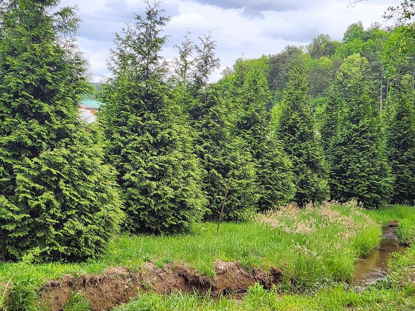 Thuja Green Giant Arborvitae Lot of 20, Quart Pot