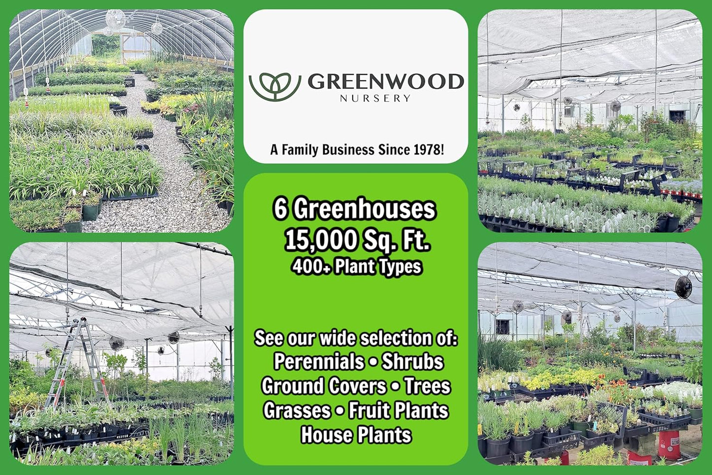 Greenwood Nursery: Live Perennial Plants - Autumn Brilliance Fern + Dryopteris Erythrosora - [Qty: 3X Pint Pots] - (Click for Other Available Plants/Quantities)