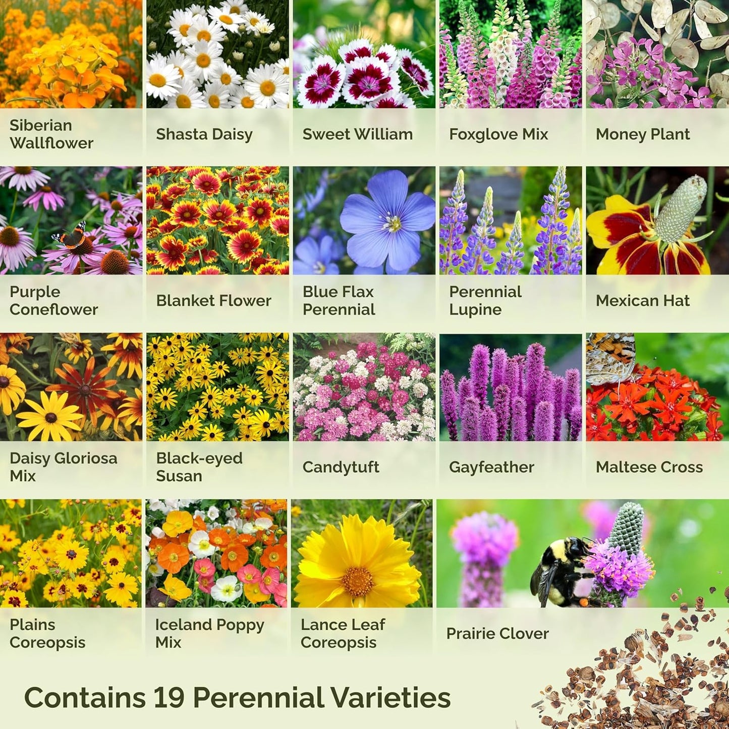 Eden Brothers All Perennial Wildflower Mixed Seeds for Planting, 1 lb, 480,000+ Seeds with Lupine, Shasta Daisy | Attracts Pollinators, Plant in Spring or Fall, Zones 3, 4, 5, 6, 7, 8, 9, 10