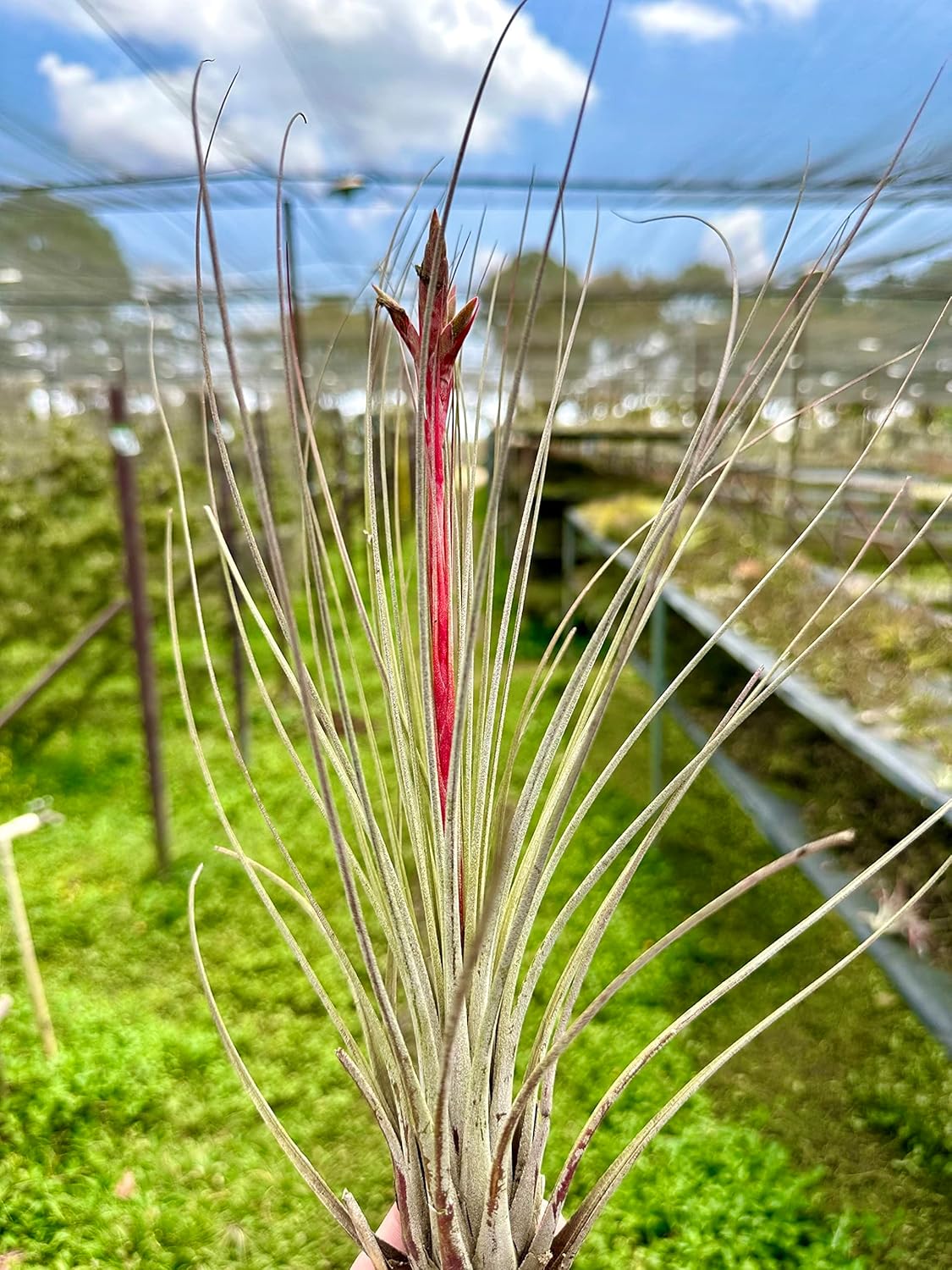 Air Plants - Tillandsia Juncea, Jumbo 8-12" - 5ct - Live Arrival Guaranteed - House Plants for Home Decor & Gift